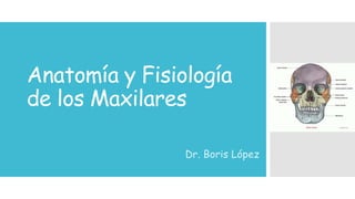 Anatomía y Fisiología
de los Maxilares
Dr. Boris López
 