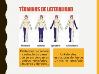 TÉRMINOSDELATERALIDAD
Bilaterales: se refiere
a estructuras pares
que se encuentran en
ambos hemisferios
(izquierdo y derecho).
Unilaterales:
estructuras dentro de
un mismo hemisferio
 