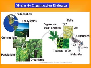 Niveles de Organización Biológica
 