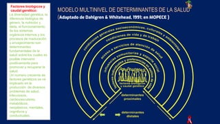MODELO MULTINIVEL DE DETERMINANTES DE LA SALUD
(Adaptado de Dahlgren & Whitehead, 1991; en MOPECE )
Factores biológicos y
caudal genético:
La diversidad genética, la
diferencia biológica de
género, la nutrición y
dieta, el funcionamiento
de los sistemas
orgánicos internos y los
procesos de maduración
y envejecimiento son
determinantes
fundamentales de la
salud sobre los cuales es
posible intervenir
positivamente para
promover y recuperar la
salud.
Un número creciente de
factores genéticos se ve
implicado en la
producción de diversos
problemas de salud,
infecciosos,
cardiovasculares,
metabólicos,
neoplásicos, mentales,
cognitivos y
conductuales.
 
