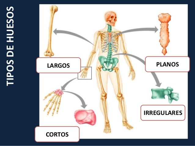 Clase 1 sistema osteomuscular
