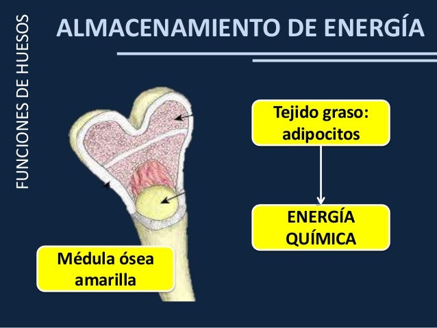 Clase 1 sistema osteomuscular