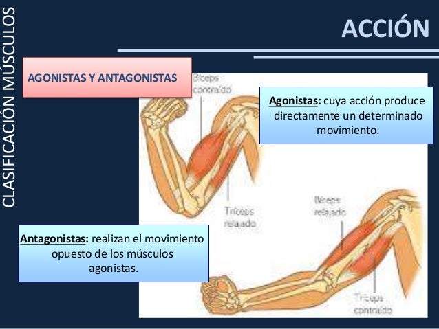Clase 1 sistema osteomuscular