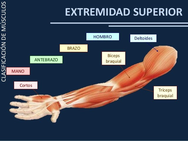 Clase 1 sistema osteomuscular