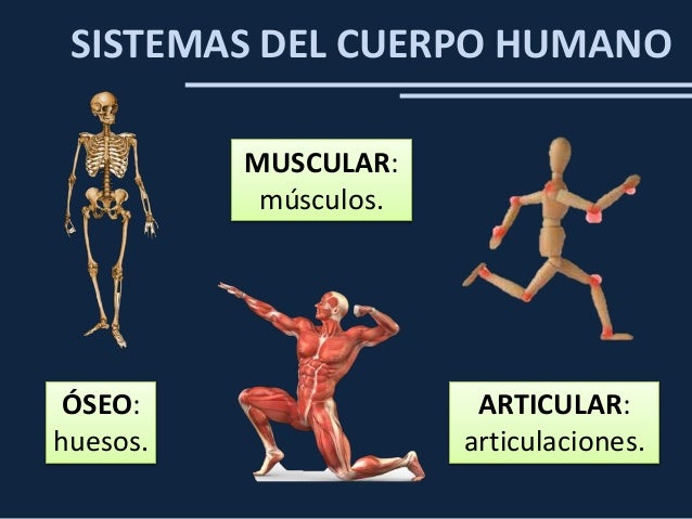 Cuál Es La Función Del Sistema Osteomuscular www.slideshare.net