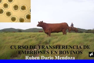 CURSO DE TRANSFERENCIA DE EMBRIONES EN BOVINOS Ruben Dario Mendoza 