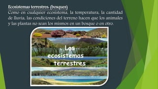 Ecosistemas terrestres: (bosques)
Como en cualquier ecosistema, la temperatura, la cantidad
de lluvia, las condiciones del terreno hacen que los animales
y las plantas no sean los mismos en un bosque o en otro.
 