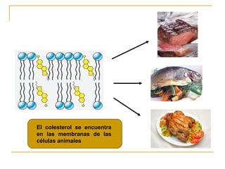 El colesterol se encuentra en las membranas de las células animales 
