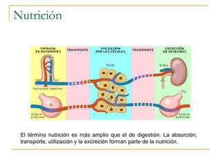 Nutrición El término nutrición es más amplio que el de digestión. La absorción, transporte, utilización y la excreción forman parte de la nutrición.  