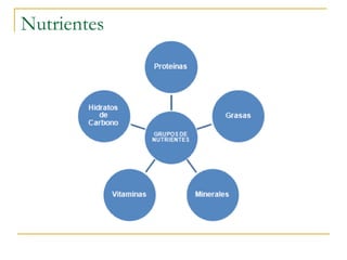 Nutrientes 