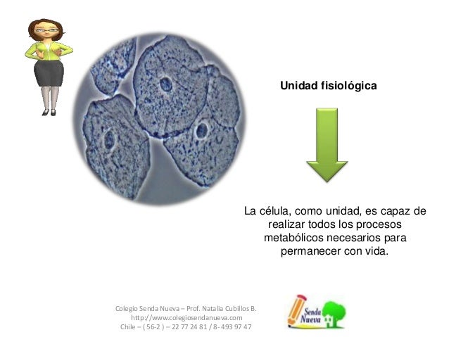 Clase 1 teoria celular
