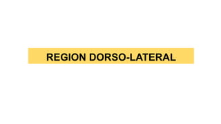 REGION DORSO-LATERAL
 