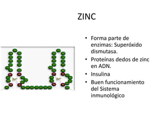 ZINC
• Forma parte de
enzimas: Superóxido
dismutasa.
• Proteínas dedos de zinc
en ADN.
• Insulina
• Buen funcionamiento
del Sistema
inmunológico
 