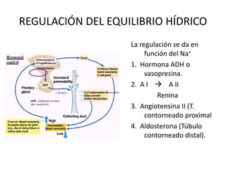 REGULACIÓN DEL EQUILIBRIO HÍDRICO
La regulación se da en
función del Na+
1. Hormona ADH o
vasopresina.
2. A I  A II
Renina
3. Angiotensina II (T.
contorneado proximal
4. Aldosterona (Túbulo
contorneado distal).
 