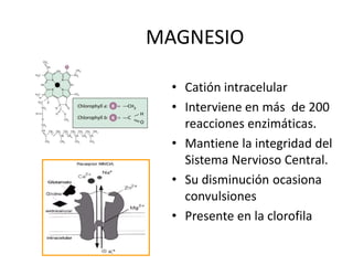 MAGNESIO
• Catión intracelular
• Interviene en más de 200
reacciones enzimáticas.
• Mantiene la integridad del
Sistema Nervioso Central.
• Su disminución ocasiona
convulsiones
• Presente en la clorofila
 
