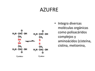 AZUFRE
• Integra diversas
moléculas orgánicas
como polisacáridos
complejos y
aminoácidos (cisteína,
cistina, metionina,
+
 