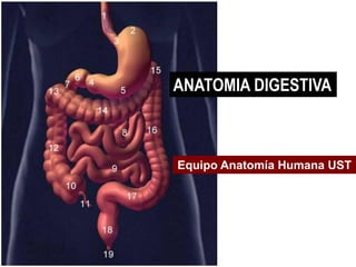ANATOMIA DIGESTIVA
Equipo Anatomía Humana UST
 