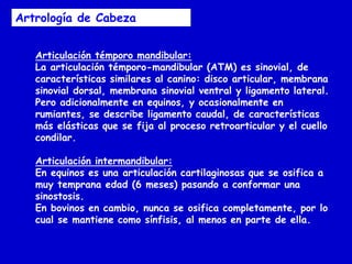 Artrología de Cabeza
Articulación témporo mandibular:
La articulación témporo-mandibular (ATM) es sinovial, de
características similares al canino: disco articular, membrana
sinovial dorsal, membrana sinovial ventral y ligamento lateral.
Pero adicionalmente en equinos, y ocasionalmente en
rumiantes, se describe ligamento caudal, de características
más elásticas que se fija al proceso retroarticular y el cuello
condilar.
Articulación intermandibular:
En equinos es una articulación cartilaginosas que se osifica a
muy temprana edad (6 meses) pasando a conformar una
sinostosis.
En bovinos en cambio, nunca se osifica completamente, por lo
cual se mantiene como sínfisis, al menos en parte de ella.

 