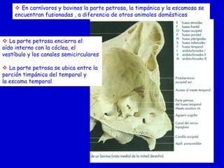  En carnívoros y bovinos la parte petrosa, la timpánica y la escamosa se
encuentran fusionadas , a diferencia de otros animales domésticos

 La parte petrosa encierra el
oído interno con la cóclea, el
vestíbulo y los canales semicirculares
 La parte petrosa se ubica entre la
porción timpánica del temporal y
la escama temporal

 