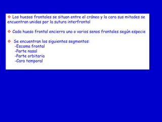  Los huesos frontales se situan entre el cráneo y la cara sus mitades se
encuentran unidas por la sutura interfrontal
 Cada hueso frontal encierra uno o varios senos frontales según especie

 Se encuentran los siguientes segmentos:
-Escama frontal
-Parte nasal
-Parte orbitaria
-Cara temporal

 