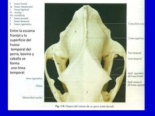 Entre la escama
frontal y la
superficie del
hueso
temporal del
perro, bovino y
caballo se
forma
una línea
temporal

 