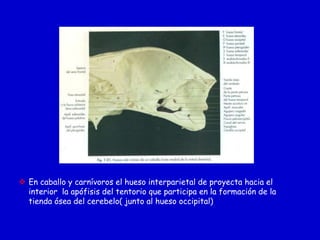  En caballo y carnívoros el hueso interparietal de proyecta hacia el
interior la apófisis del tentorio que participa en la formación de la
tienda ósea del cerebelo( junto al hueso occipital)

 