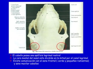  El caballo posee una apófisis lagrimal rostral
 La cara medial del nasal esta dividida en la mitad por el canal lagrimal
 Existe comunicación con el seno frontal ( cerdo y pequeños rumiantes)
y seno maxilar caballos

 