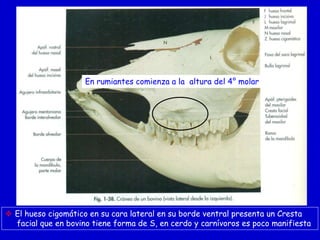 En rumiantes comienza a la altura del 4° molar

 El hueso cigomático en su cara lateral en su borde ventral presenta un Cresta
facial que en bovino tiene forma de S, en cerdo y carnívoros es poco manifiesta

 