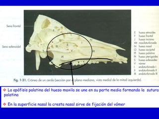  La apófisis palatina del hueso maxila se une en su parte media formando la sutura
palatina
 En la superficie nasal la cresta nasal sirve de fijación del vómer

 