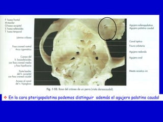  En la cara pterigopalatina podemos distinguir además el agujero palatino caudal

 