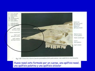 Hueso nasal esta formado por un cuerpo, una apófisis nasal,
una apófisis palatina y una apófisis alveolar

 