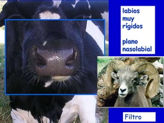 labios
muy
rígidos
plano
nasolabial

Filtro

 