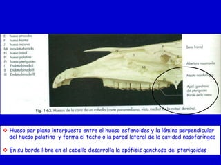  Hueso par plano interpuesto entre el hueso esfenoides y la lámina perpendicular
del hueso palatino y forma el techo o la pared lateral de la cavidad nasofaríngea
 En su borde libre en el caballo desarrolla la apófisis ganchosa del pterigoides

 
