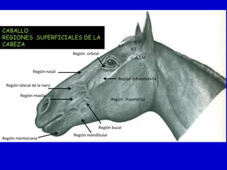 CABALLO
REGIONES SUPERFICIALES DE LA
CABEZA

R.F

Región orbital

R.P
R.T
A.T.M

Región nasal
Región infraorbitaria
Región lateral de la nariz
Región maxilar

Región masetérica

Región bucal
Región mentoniana

Región mandibular

 