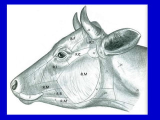 R.F

R.T
R.C

R.I
R.M
R.M
R.B
R.M

 