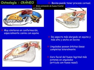 Osteología : CRÁNEO

 Bovino puede tener proceso cornual.

 Gran extensión de hueso frontal
en bovino

 Muy similares en conformación,
especialmente canino con equino
 De aspecto más alargado en equino y
más alto y ancho en bovino
 Ungulados poseen órbitas óseas
completas lateralmente
 Cara facial del hueso lagrimal más
extensa en ungulados
(articula con hueso nasal)

 