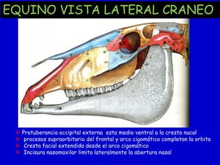 EQUINO VISTA LATERAL CRANEO






Protuberancia occipital externa esta medio ventral a la cresta nucal
procesos supraorbitario del frontal y arco cigomático completan la orbita
Cresta facial extendida desde el arco cigomático
Incisura nasomaxilar limita lateralmente la abertura nasal

 