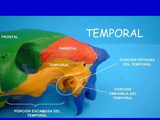 TEMPORAL

 