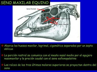 SENO MAXILAR EQUINO
Seno frontal

Cresta facial
Seno maxilar

 Abarca los huesos maxilar, lagrimal, cigomático separados por un septo
oblicuo
 La porción rostral se comunica con el meato nasal medio por el agujero
nasomaxilar y la proción caudal con el seno esfenopalatino
 Las raíces de los tres últimos molares superiores se proyectan dentro del
seno

 