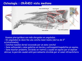 Osteología : CRÁNEO vista mediana
Seno conchal dorsal

Seno maxilar

Seno frontal

Seno esfeno-palatino

- Huesos pterigoídeos son más alargados en ungulados..
- En ungulados se describe una concha nasal media (deriva de 2°
ectoturbinalia)..
- Conchas nasales dorsal excavada por un seno conchal
- Seno esfenoidal y seno palatino en bovino y esfenopalatinopalatino en equino..
- Seno maxilar presente. Dividido en rostral y caudal en equino por el septum
oblicuo; la porción caudal está parcialmente dividida por el canal infraorbitario

 
