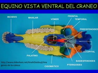 EQUINO VISTA VENTRAL DEL CRANEO

http://www.slideshare.net/AnahiDaidouji/ima
genes-de-la-cabeza

 