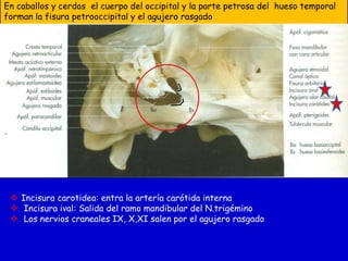 En caballos y cerdos el cuerpo del occipital y la parte petrosa del hueso temporal
forman la fisura petrooccipital y el agujero rasgado

 Incisura carotidea: entra la artería carótida interna
 Incisura ival: Salida del ramo mandibular del N.trigémino
 Los nervios craneales IX, X,XI salen por el agujero rasgado

 