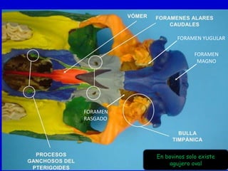 Formane Rasgado anatomia II primera clase | PPTX