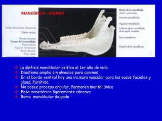  La sínfisis mandibular osifica al 1er año de vida
 Diastema amplio sin alveolos para caninos
 En el borde ventral hay una incisura vascular para los vasos faciales y
gland. Parótida
 No posee proceso angular, formaren mental único
 Fosa masetérica ligeramente cóncava
 Rama mandibular delgada

 