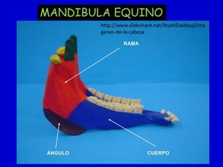 MANDIBULA EQUINO
http://www.slideshare.net/AnahiDaidouji/ima
genes-de-la-cabeza

 