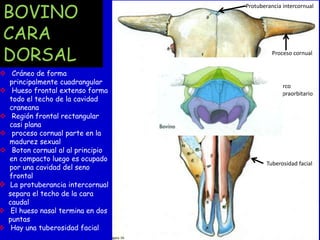 BOVINO
CARA
DORSAL

 Cráneo de forma
principalmente cuadrangular
 Hueso frontal extenso forma
todo el techo de la cavidad
craneana
 Región frontal rectangular
casi plana
 proceso cornual parte en la
madurez sexual
 Boton cornual al al principio
en compacto luego es ocupado
por una cavidad del seno
frontal
 La protuberancia intercornual
separa el techo de la cara
caudal
 El hueso nasal termina en dos
puntas
 Hay una tuberosidad facial

Protuberancia intercornual

Proceso cornual

Surco
supraorbitario

Tuberosidad facial

 
