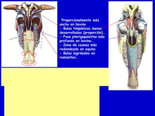 - Proporcionalmente más
ancho en bovino
- Bulas timpánicas menos
desarrolladas (proporción)..
- Fosa pterigopalatina más
profunda en bovino..
- Zona de coanas más
redondeado en equino
- Bulas lagrimales en
rumiantes..

Paladar duro
Ausencia de alveolos dentales para canino e incisivos en el
bovino..
En bovino el agujero palatino mayor sólo en h palatino..
Fisura palatina muy amplia en bovinos
Cuerpos insicivos no articulados entre sí en bovino
Equino posee impresiones rugosas
Posee la misma base ósea pero en distinta proporción..

 