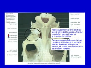 Rostrocaudalmente al CAE se ubica
apófisi estiloides ( proceso estiloides
en caballo y bovinos), lugar de
articulación del hioides
Este proceso estiolodes no existe en
carnivoros, el hioides articula con la
apofisis mastoidea de la porción
petrosa, en cerdos en la apofisis nucal
de la escama temporal

 