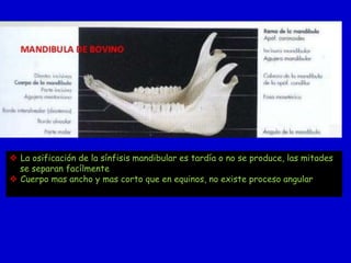  La osificación de la sínfisis mandibular es tardía o no se produce, las mitades
se separan facílmente
 Cuerpo mas ancho y mas corto que en equinos, no existe proceso angular

 
