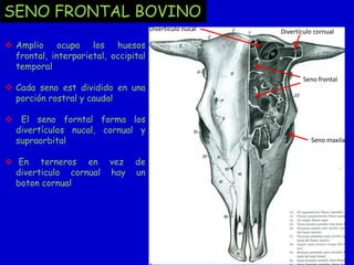 SENO FRONTAL BOVINO
Divertículo nucal

Divertículo cornual

 Amplio ocupa los huesos
frontal, interparietal, occipital
temporal

 Cada seno est dividido en una
porción rostral y caudal
 El seno forntal forma los
divertículos nucal, cornual y
supraorbital
 En terneros en
diverticulo cornual
boton cornual

vez
hay

de
un

Seno frontal

Seno maxilar

 